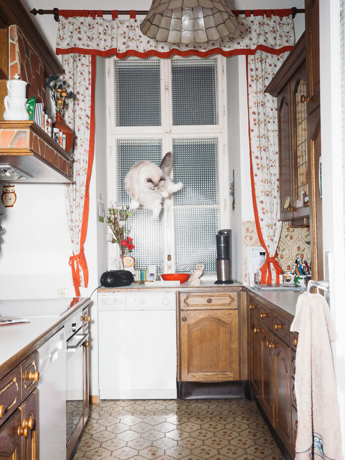Cats Who Just Can't Stay on the Ground (7 Pics)