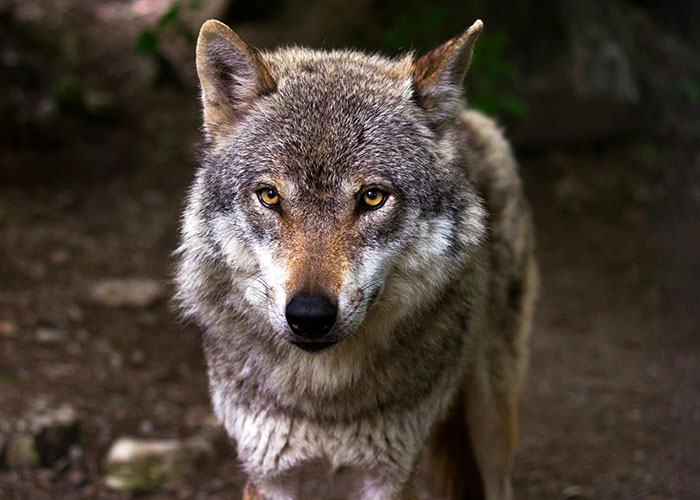 46 Wildly Creepy Things People Saw When They Were Totally Alone Out There