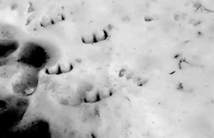 The Devil’s Footprints in the Snow (UK, 1855)