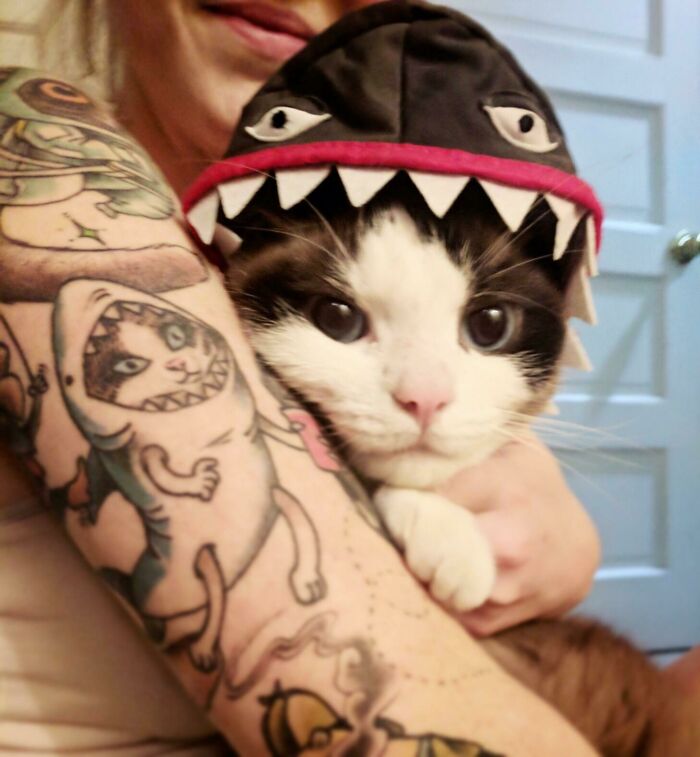 Girlfriend’s Cat Tattoo + Real Cat In A Shark Costume = Instant Cute