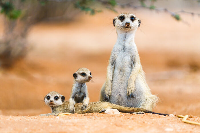 Meerkat Sunbathing Club