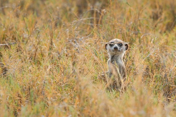 Meerkat Wearing Grass Sunglasses