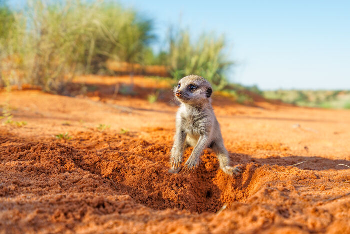 The Gravity-Defying Meerkat Pups