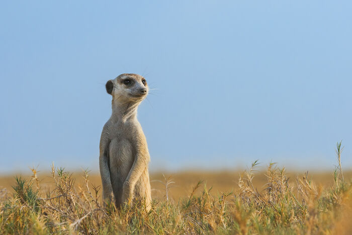 False Alarm! Meerkat Edition