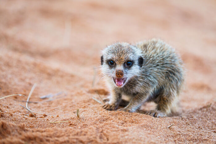 11 Wild Meerkat Moments That’ll Make You Laugh (and Maybe Get Pee’d On)