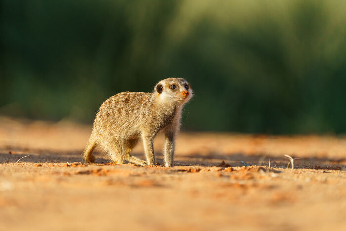 11 Wild Meerkat Moments That’ll Make You Laugh (and Maybe Get Pee’d On)