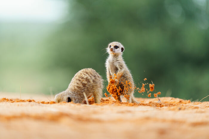 11 Wild Meerkat Moments That’ll Make You Laugh (and Maybe Get Pee’d On)