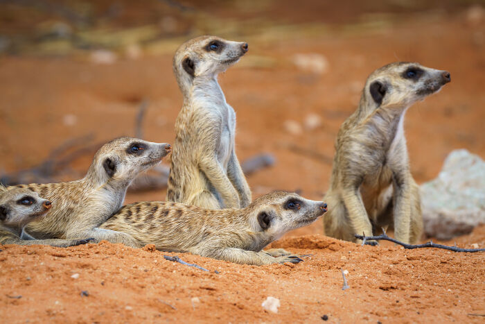 11 Wild Meerkat Moments That’ll Make You Laugh (and Maybe Get Pee’d On)