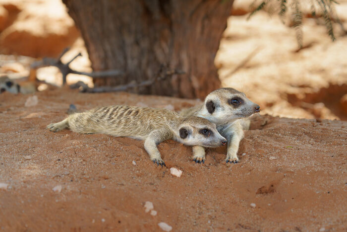 11 Wild Meerkat Moments That’ll Make You Laugh (and Maybe Get Pee’d On)