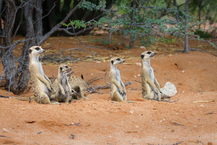 11 Wild Meerkat Moments That’ll Make You Laugh (and Maybe Get Pee’d On)