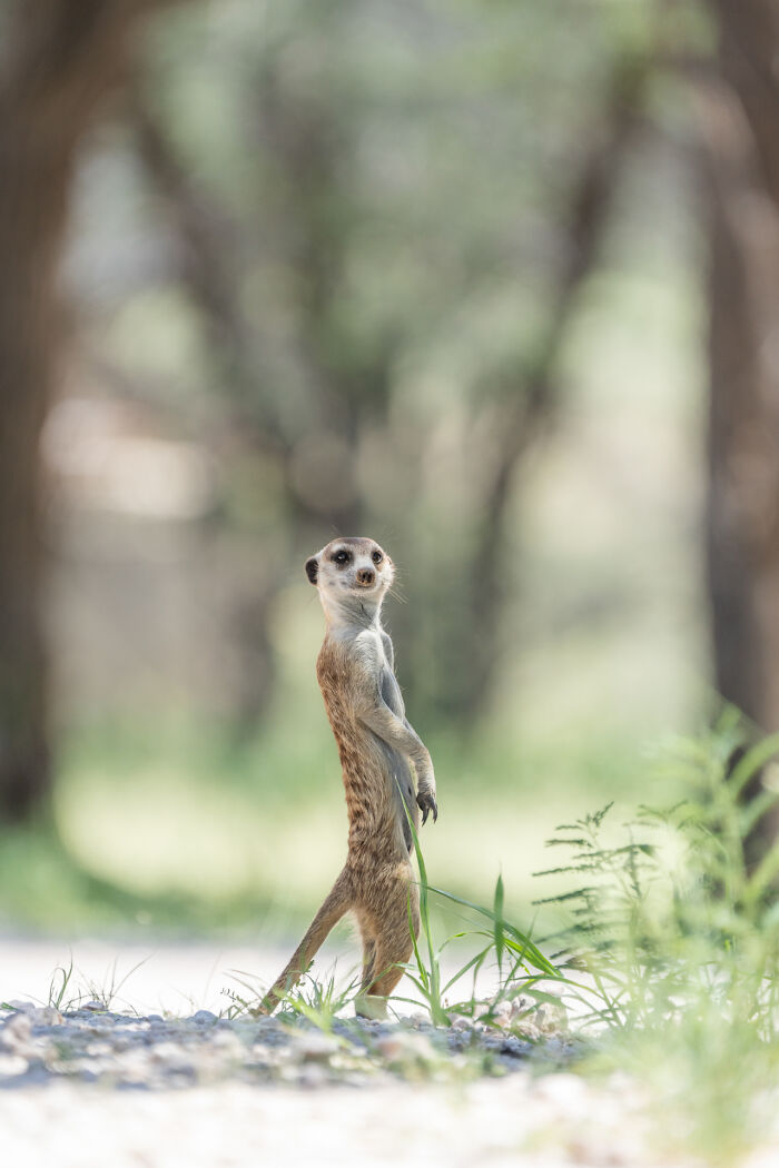 11 Wild Meerkat Moments That’ll Make You Laugh (and Maybe Get Pee’d On)