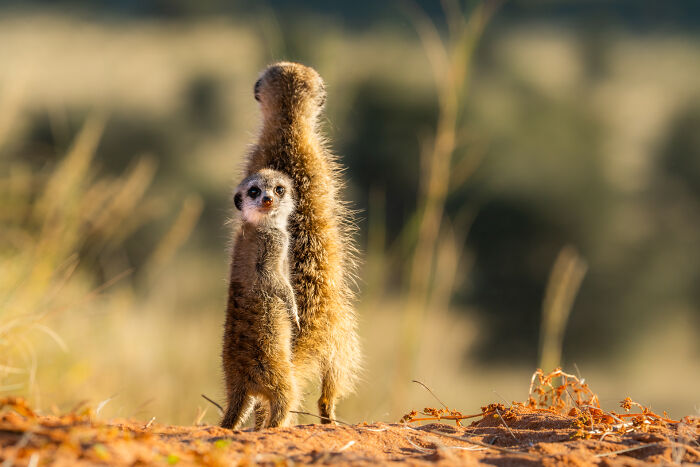 11 Wild Meerkat Moments That’ll Make You Laugh (and Maybe Get Pee’d On)