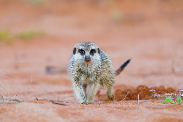 11 Wild Meerkat Moments That’ll Make You Laugh (and Maybe Get Pee’d On)