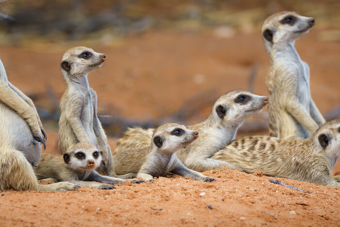 11 Wild Meerkat Moments That’ll Make You Laugh (and Maybe Get Pee’d On)