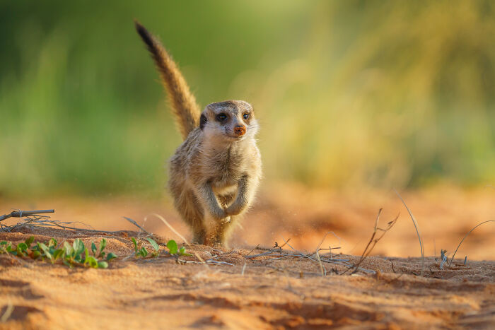 11 Wild Meerkat Moments That’ll Make You Laugh (and Maybe Get Pee’d On)