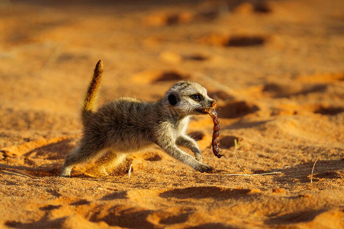 11 Wild Meerkat Moments That’ll Make You Laugh (and Maybe Get Pee’d On)