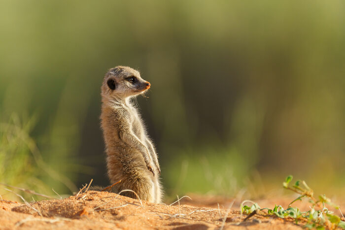 11 Wild Meerkat Moments That’ll Make You Laugh (and Maybe Get Pee’d On)