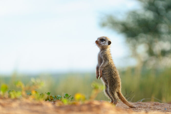 11 Wild Meerkat Moments That’ll Make You Laugh (and Maybe Get Pee’d On)