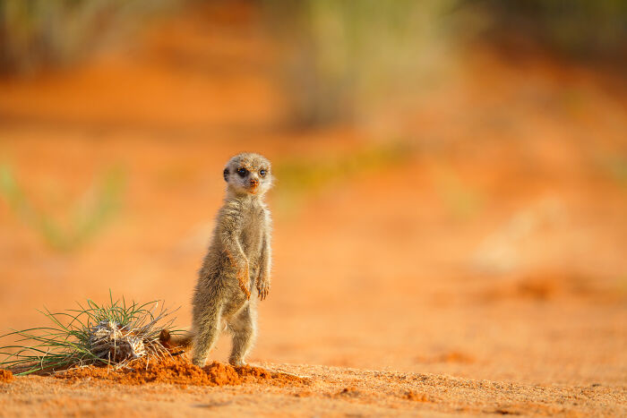 11 Wild Meerkat Moments That’ll Make You Laugh (and Maybe Get Pee’d On)