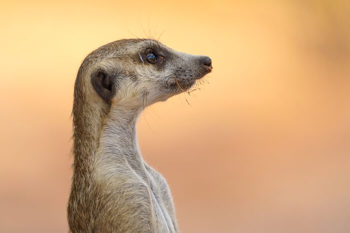 11 Wild Meerkat Moments That’ll Make You Laugh (and Maybe Get Pee’d On)