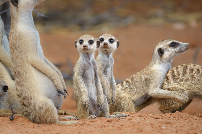 11 Wild Meerkat Moments That’ll Make You Laugh (and Maybe Get Pee’d On)