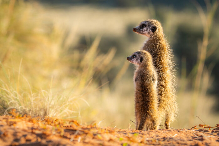 11 Wild Meerkat Moments That’ll Make You Laugh (and Maybe Get Pee’d On)