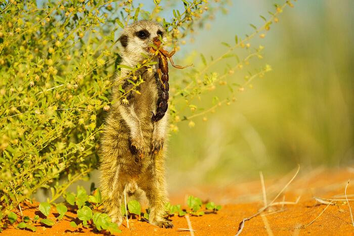 11 Wild Meerkat Moments That’ll Make You Laugh (and Maybe Get Pee’d On)
