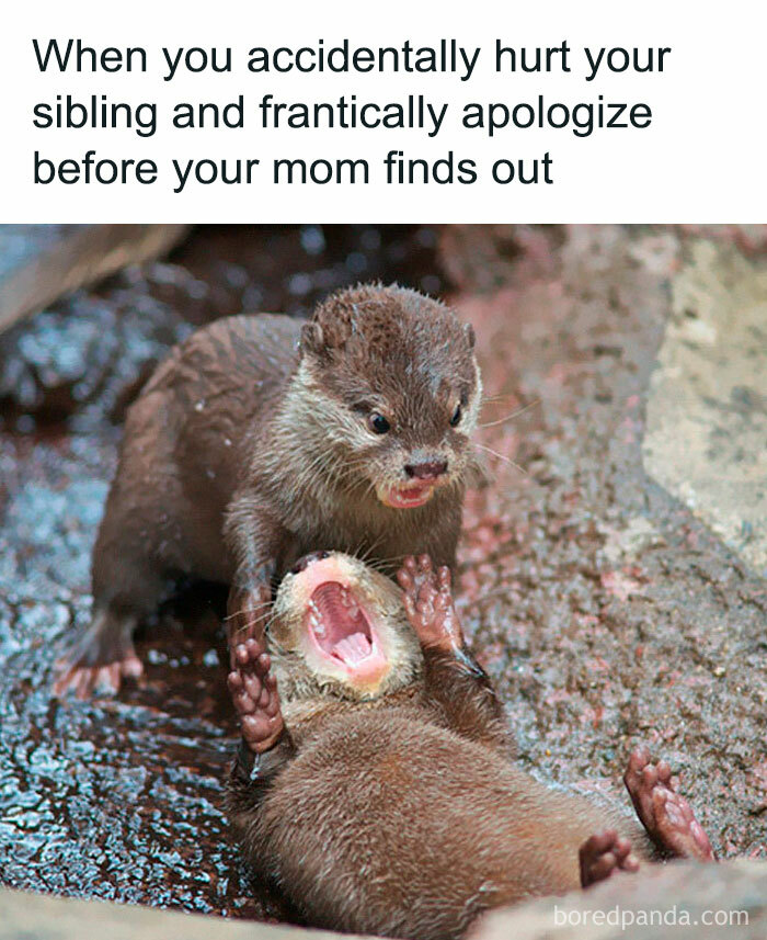 Siblings: The Ultimate Meme Goldmine You Didn’t Know You Needed