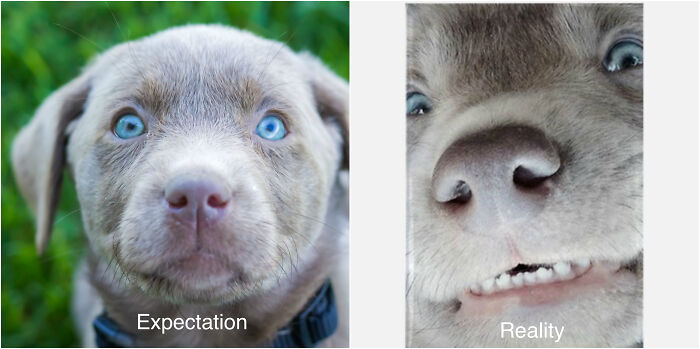 Trying to Take Pics of Your Pets: Expectation vs. Mad Camera Reality