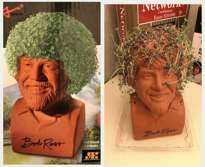 Bought a Bob Ross Chia Pet... These Are NOT Happy Trees