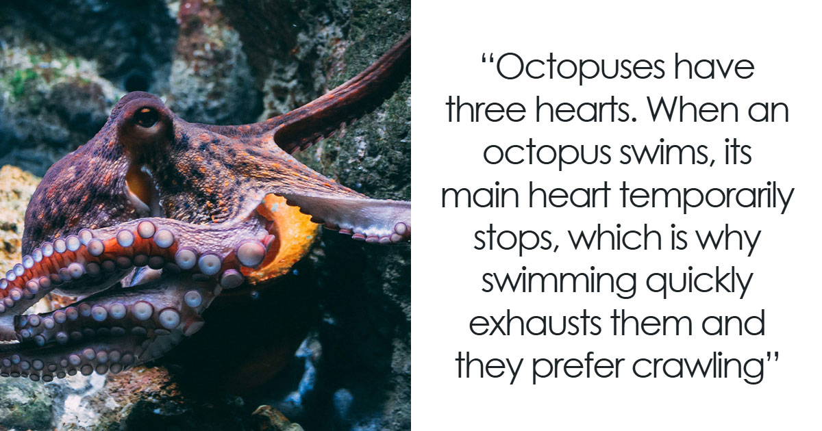 50 Wild Animal Facts That’ll Totally Surprise You