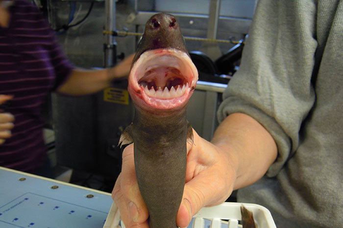 50 Wild Animal Facts That'll Totally Surprise You