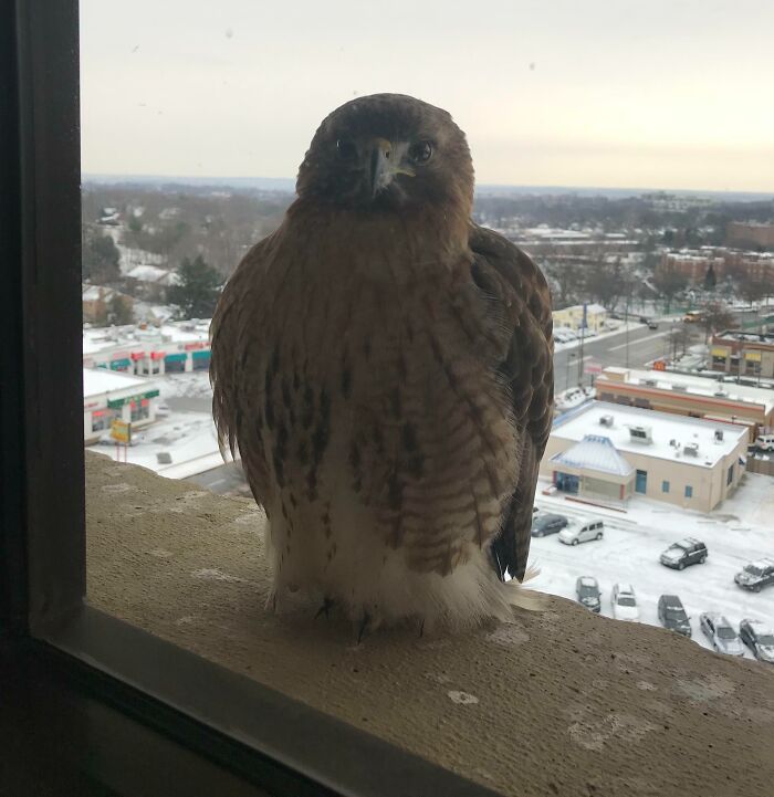 I Work on the 10th Floor, and This Friendly Visitor Drops By Daily