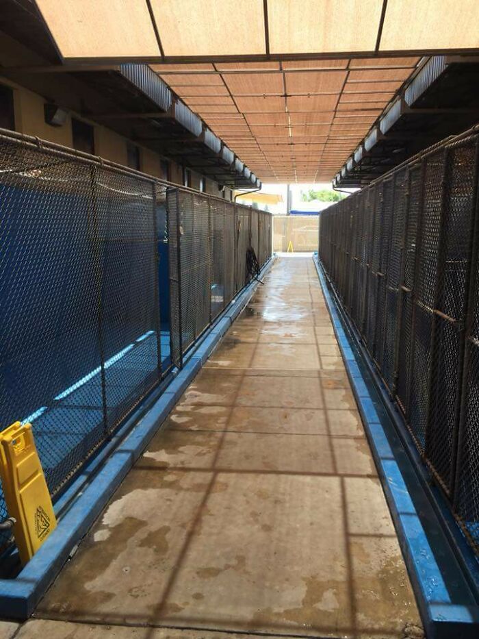 176 Animals Found a Home Tonight Thanks to This Awesome Shelter Cleanup