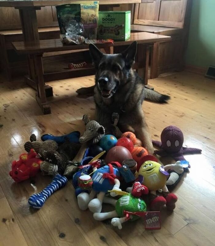 This Police Dog’s Last Day Got Lit with Retirement Gifts From Fans