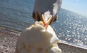 Wait, They Actually Nailed The Timing In These 70 Crazy Pics?