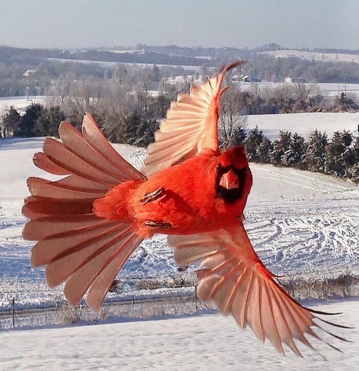 Cardinal Showing Off Like a Total Boss
