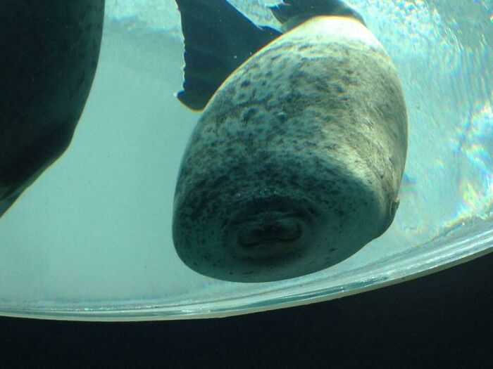 Seal Thought Glass Was a Door (Spoiler: It Wasn’t)