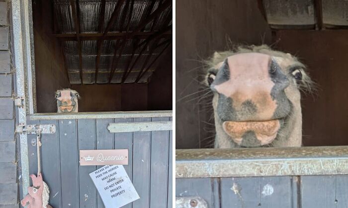 Horse Shows Up in Cornwall Ready for Instagram