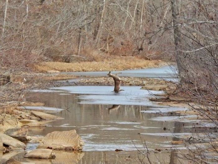 Deer Takes Ice Slip Like a Pro (Kinda)