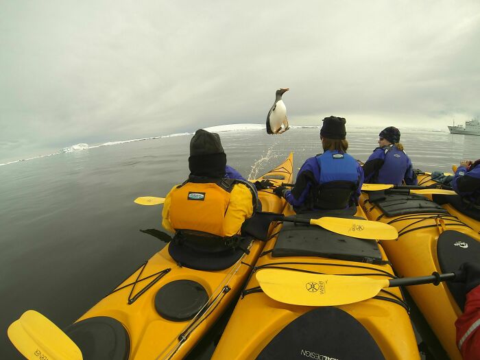 Penguin Jumping Into Kayakers’ Group? Only In Antarctica!