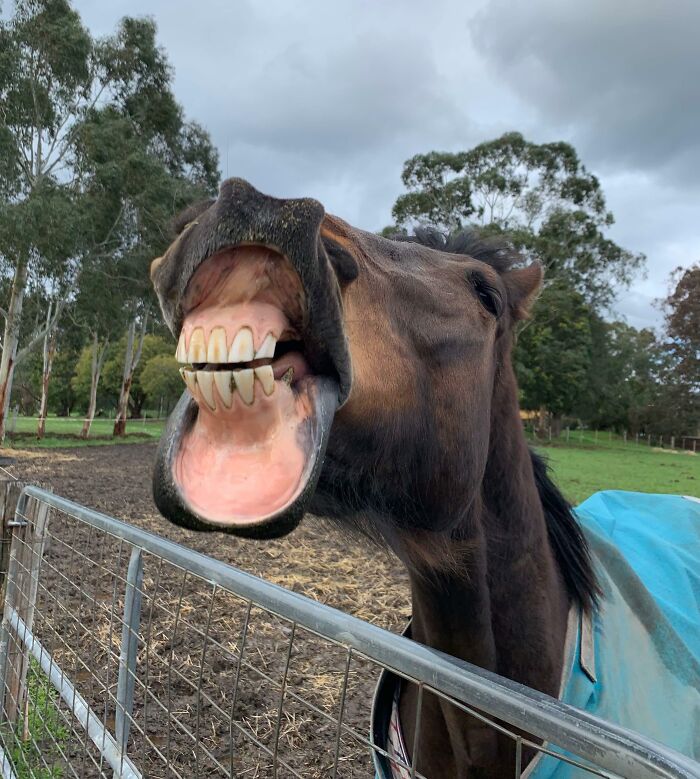 This Horse Has Lip Game Like You’ve Never Seen