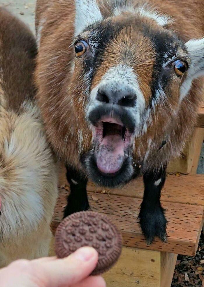 Caught the Best-Expressive Goat Pic Ever