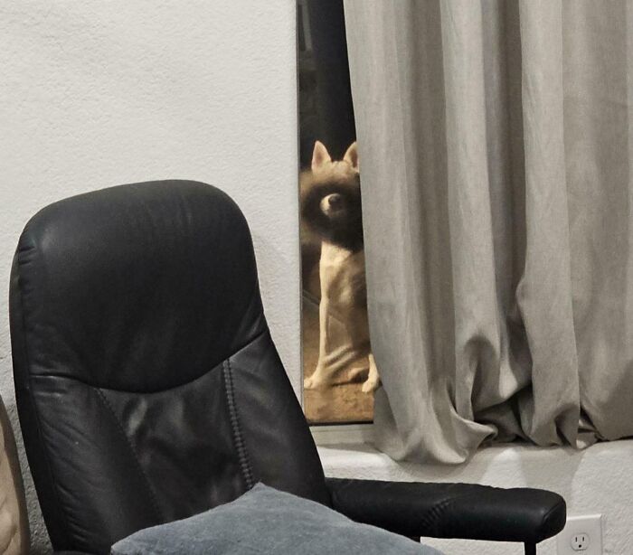 One Dog’s Stalk Game vs. Another’s Tail Show-Off