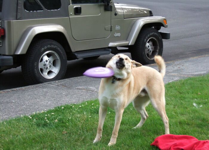 The EXACT Moment My Dog Was Done Playing Frisbee