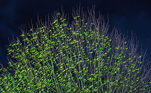 Wait, Is That a Tree or 1,000 Parrots? London's Winter Just Got Wild!