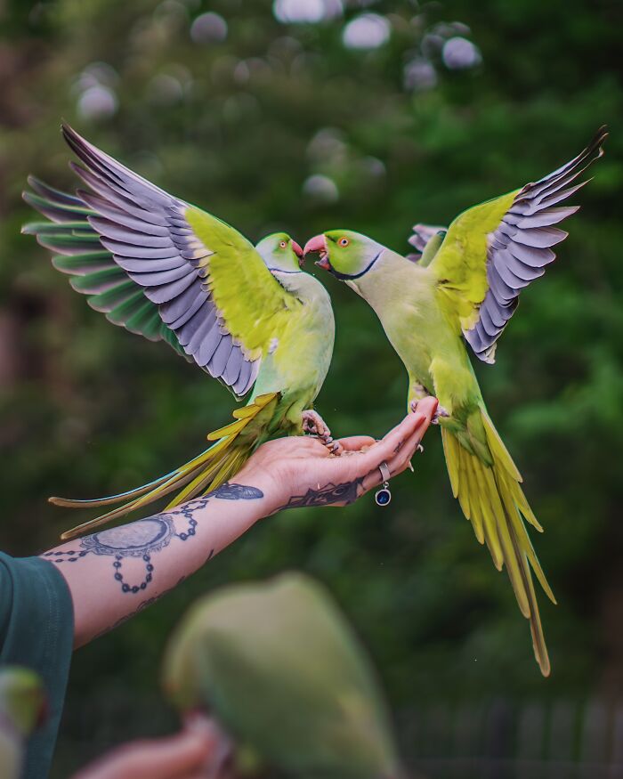 Wait, Is That a Tree or 1,000 Parrots? London's Winter Just Got Wild!
