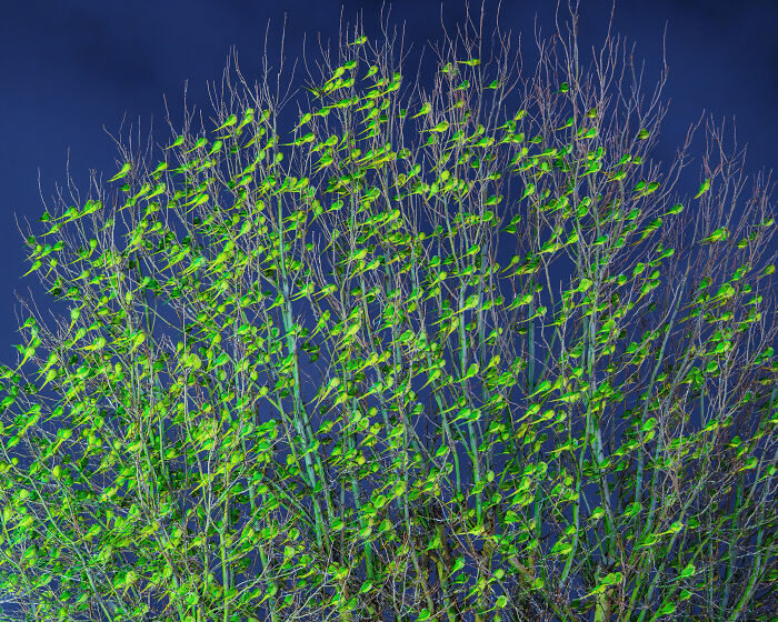 Wait, Is That a Tree or 1,000 Parrots? London's Winter Just Got Wild!