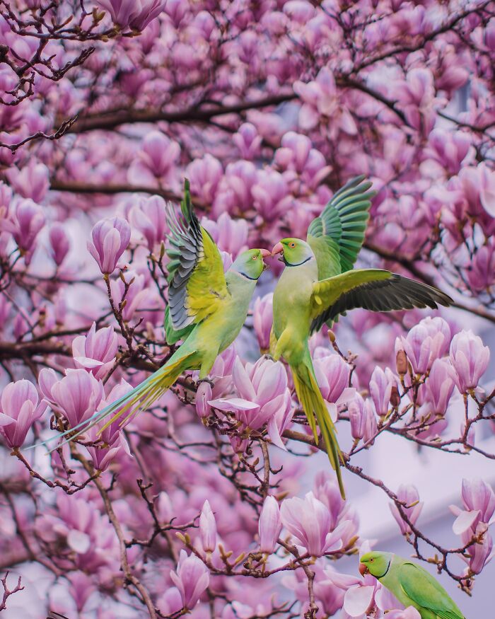 Wait, Is That a Tree or 1,000 Parrots? London's Winter Just Got Wild!