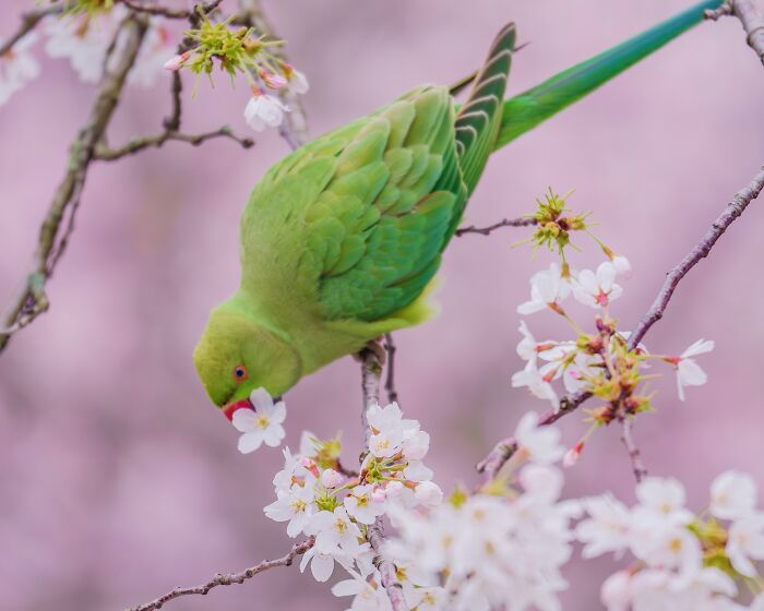 Wait, Is That a Tree or 1,000 Parrots? London's Winter Just Got Wild!
